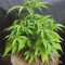 GG#4 Original Glue Seeds (Original Sensible Seeds) - Cannabis Strain Seeds for Sale