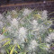 Semi di cannabis fem Gelato Auto in vendita