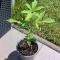 Vente de graines de cannabis Purple Lemonade Auto (Fast Buds)