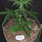 GG#4 Original Glue Seeds