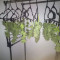 Acquista i semi femminizzati Girl Scout Cookies Auto di Auto Seeds
