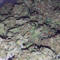 Californian Snow auto: feminized seeds for sale, strain information and customer reviews