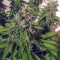 Buy Alien Gorilla feminized seeds by Original Sensible Seeds Organization