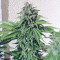 Buy Alien Gorilla feminized seeds by Original Sensible Seeds Organization