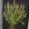 Big Bud Seeds (Seedstockers) - Cannabis Strain Seeds for Sale