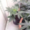 Strawberry Gum feminized seeds for sale