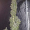 Venta de G13 Haze (Barney's Farm) | Semillas de marihuana feminizadas
