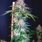 Vente de graines de cannabis Z Gorilla (Original Sensible Seeds)