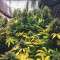 Tangie Seeds - Cannabis Strain Seeds for Sale
