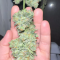 Semi di cannabis fem Gelato Auto in vendita