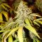 Achetez des graines féminisées Wedding Cookies par Original Sensible Seeds