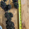 Blackberry Seeds