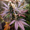 Caramelo Seeds - Cannabis Strain Seeds for Sale