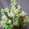 Original Auto Amnesia Haze Seeds