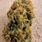 Buy Cookies Kush feminized seeds by Barney's Farm