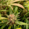 Mimosa x Orange Punch Seeds (Barney's Farm) - Cannabis Strain Seeds for Sale