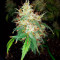 Original Auto BubbleGum Seeds