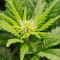 DDoS #33 Seeds (Herbies Seeds) - Cannabis Strain Seeds for Sale