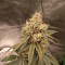 Achetez des graines féminisées Grandmommy Purple par Herbies Seeds