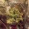 Critical Kush Seeds (Barney's Farm)