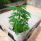 Sour Diesel Auto Feminized Seeds (Herbies Seeds USA)