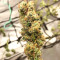 Sour Lemon OG feminized seeds (Emerald Triangle Seeds)