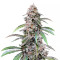 Auto Pineapple Express Seeds