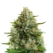 Graines de cannabis Big Bang (GHS)