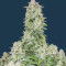 Semi Femminizzati Forbidden Runtz Auto (Fast Buds)