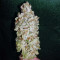 GG#4 Original Glue feminized seeds (Blackskull Seeds)