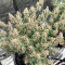 Godzilla Cookies Auto (Herbies Seeds)