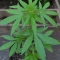 Purple Lemonade Auto RF3 Seeds (Fast Buds)