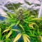 Section 781 Autoflowering Seeds (Blimburn x Herbies)