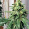 Silver LA feminized seeds