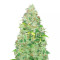 Strawberry Cake feminized seeds