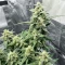 Tropicana Cookies Auto Seeds