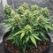 Tropicana Cookies Auto Seeds