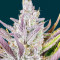 Graines féminisées de Wedding Glue Auto (Fast Buds)