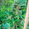 Graines de cannabis White Widow regular (Nirvana Seeds)