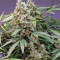 White Widow x Big Bud (Female Seeds)