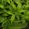 Wonder Pie Seeds (Green House Seeds)