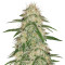 THC Bomb Regular (Bomb Seeds)