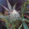 Sweet Skunk Auto Seeds