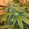 Graines de cannabis 501st OG Regular (Rare Dankness Seeds)