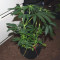 Runtz Gum strain