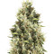 Amnesia Haze regular strain