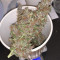 Auto Purple feminized seeds (Original Sensible Seeds)