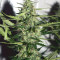 BCN Critical XXL Autoflower (Seedstockers) Cannabis-Samen