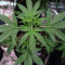 Bruce Banner #3 Auto strain