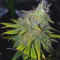 Gelato 41 (Seedstockers)